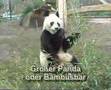 Yan Yan und andere Baeren