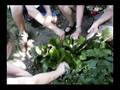 videos de Bergenia cordifolia is Pigsqueak!