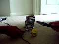 mrs piggy vs robot dog