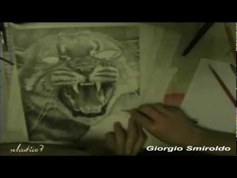 Fast Pencil Art - Asiatic golden cat
