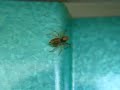 ???????sp.??????? Jumping Spiderling