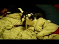 Chihuahua Goes Nuts Chihuahua Goes Nuts