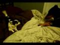 Chihuahua Goes Nuts