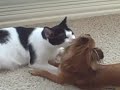 Puppy Love