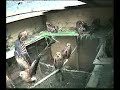Red Kites in Holding Pen - Very Active!