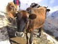 Hemşinliler yayladan Lazca türkülerle indiler! Yalçın ŞAHİN