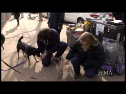 new york fed - National Veternary Response Teams are providing emergency care for pets following Hurricane Sandy.