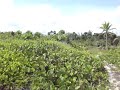 20 Meter Lot in Puerto Angel at a Great Price