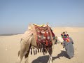 Camel in Cairo Camel in Cairo