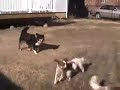the pups playing