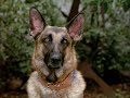 Awesomely bad movie (devil dog)