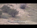 Arizona Archery Spot and Stalk Bear Hunting Video