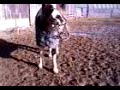 horse swinging head collar around