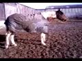 horse swinging head collar around