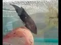 reproducci�n de peces betta