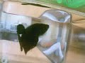 fighting fish or betta