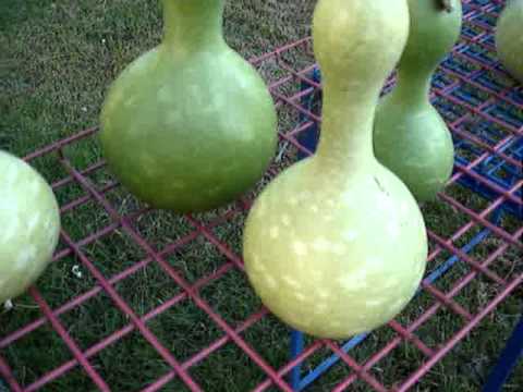 how to harvest gourds