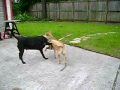 Orphy and Sandy have fun running and chasing the red Kong toy, with our special dog Peg supervising closely and extra audio effects from Riley, the dog next door