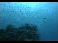 videos de 石垣島 200407c