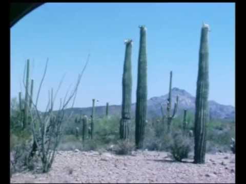 how to transplant organ pipe cactus