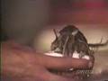 Rat Temple in India