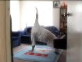 how-to-do-the-windmill.html
