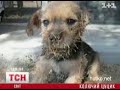 Видеоновость В США спасли щенка всего покрытого колючками