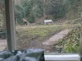 Cat among the pheasants