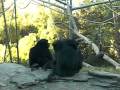 Orangutan and Chimps at the San Diego Zoo