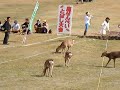 2010年３月２０日（土）に開催されました、第１８回大会鹿せんべいとばし大会の様子です。