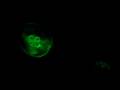 moon jellies