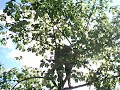 tree jumping