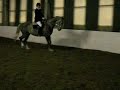 4 yrs 6 mths 16.2 hh Dapple Grey Irish Sport Horse - Kent