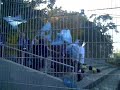 RSV-Mob bei Stahl Riesa