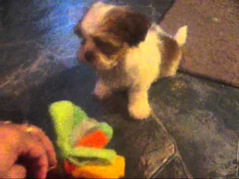 how to care for a zuchon puppy