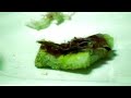 �Comemos? [videocreaci�n]