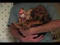 Bloodhound video