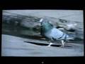 CBS News Nike + Staple Pigeon Dunk Riot