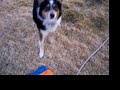 Chili Shakes His Frisbe