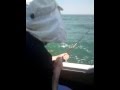 DEC 2011.GAMBIA FISHING!BIG BARRACUDA ...
