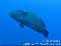 ?????????????????????(Carp Island PALAU) ????????