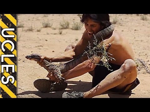 lizard - When face to face with a large lizard (Lace Monitor), catching one isn't difficult, but handling them is key. This lace monitor gave me a fair share of probl...