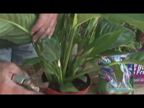 how to replant peace lily