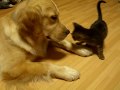 子猫がゴールデンレトリバーに甘える 太郎とコボちゃん