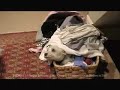 Pedigree Commercial - Oliver Gets Adopted Pedigree Commercial - Oliver Gets Adopted