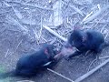Tasmanian Devil Feeding Time part 2 (They EAT!)