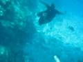 Snorkelling in the Red Sea