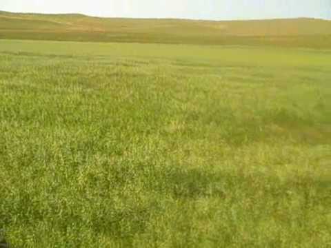 swathing - its been raining for the last three days so all of the hay we layed down is now wet... damn.