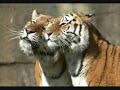 Love story: Animals Love Love story: Animals Love