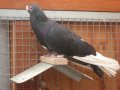 Magdy's Egyptian Swift